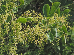 Searsia pyroides