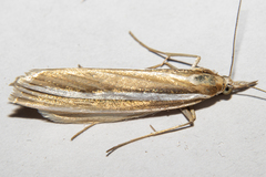Orocrambus