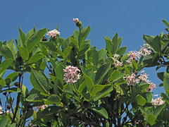 Dais cotinifolia