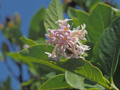 Dais cotinifolia