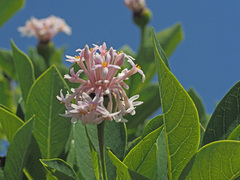 Dais cotinifolia