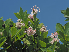 Dais cotinifolia