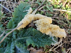 Didymium mucilago