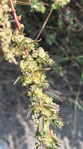 Clutia polifolia (Clutia polifolia)