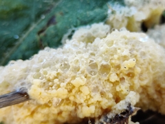 Didymium mucilago