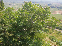 Dais cotinifolia