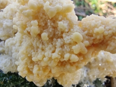 Didymium mucilago