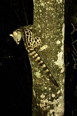 Genetta maculata