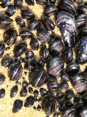 Brachidontes rostratus