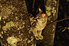 Genetta maculata