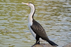 Phalacrocorax varius