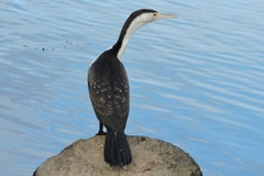 Phalacrocorax varius