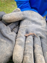 Lissotriton