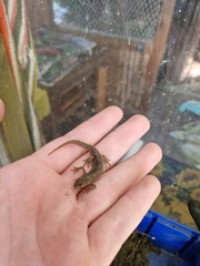 Lissotriton