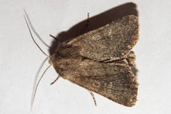 Physetica homoscia