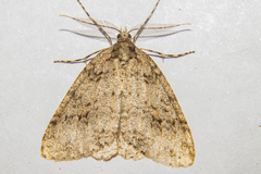 Pseudocoremia rudisata ampla