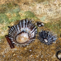 Siphonaria funiculata