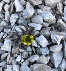 Ranunculus scrithalis