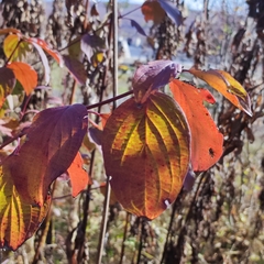 Cornus sanguinea australis