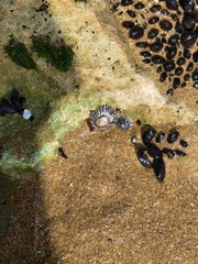 Siphonaria funiculata