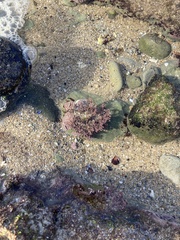 Corallina officinalis