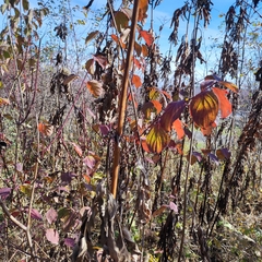 Cornus sanguinea australis