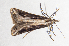 Scoparia exilis