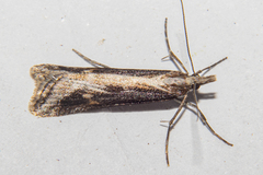 Scoparia exilis