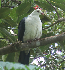 Columba leucomela