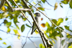 Muscicapa griseisticta