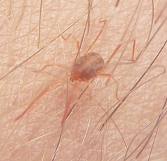 Acariformes