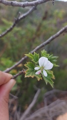 Pelargonium ribifolium