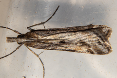 Scoparia exilis