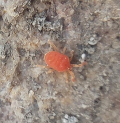 Acariformes