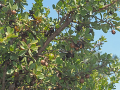 Diospyros lycioides