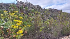 Pelargonium ribifolium