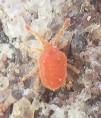 Acariformes