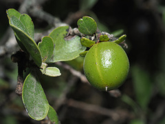 Diospyros lycioides