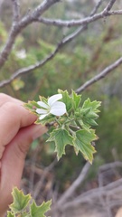 Pelargonium ribifolium