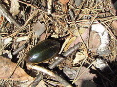 Cybister lateralimarginalis