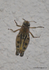 Indomerus noxius