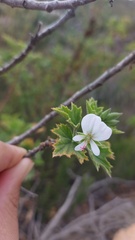 Pelargonium ribifolium