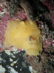 Doriopsis granulosa