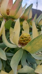 Leucadendron tinctum