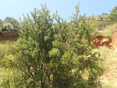 Diospyros lycioides