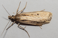Scoparia rotuella