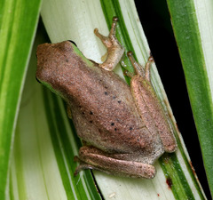Litoria fallax