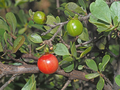 Diospyros lycioides