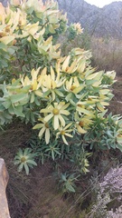Leucadendron tinctum