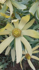 Leucadendron tinctum
